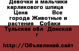 Девочки и мальчики карликового шпица  › Цена ­ 20 000 - Все города Животные и растения » Собаки   . Тульская обл.,Донской г.